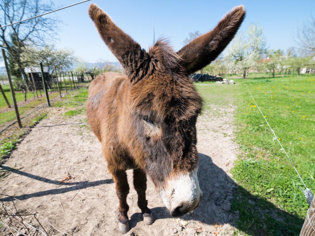 Willa Au Pre Des Poulains Ostheim Zewnętrze zdjęcie